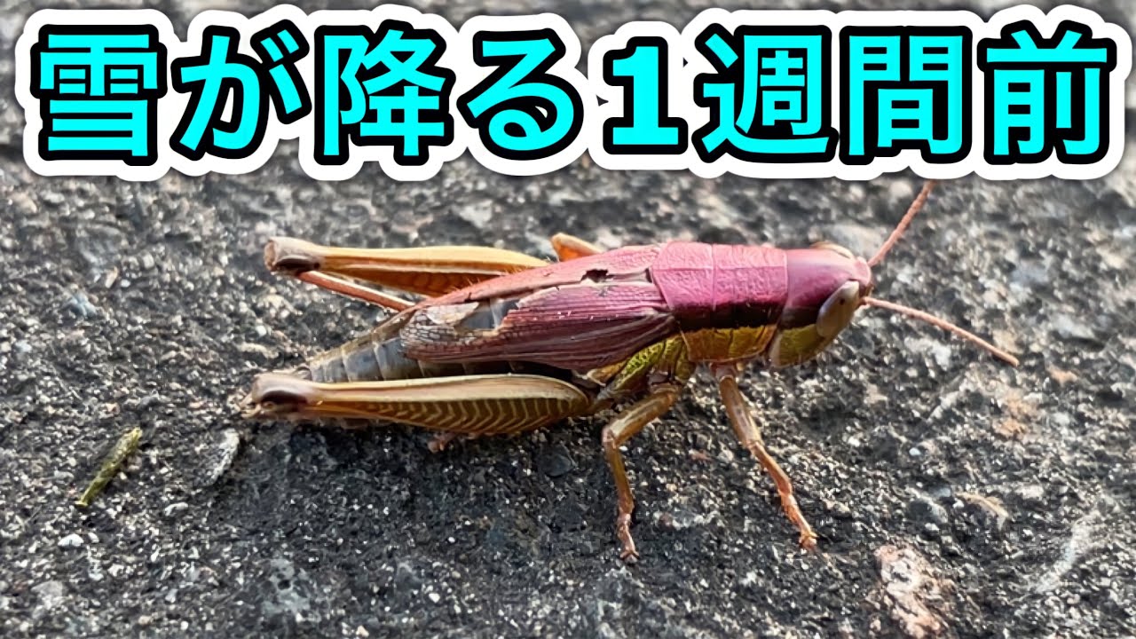 [冬の昆虫採集]雪が降る1週間前でもバッタは活動しています。