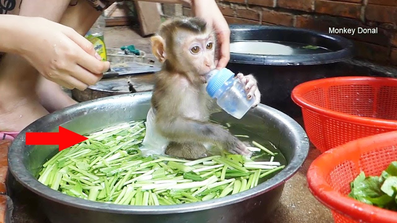 Oh My God!! Donal Sitting In Vegetable Basket For Cook Food , Mom No Idea