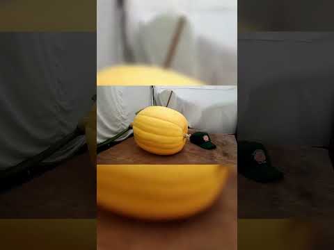 Timelapse | From