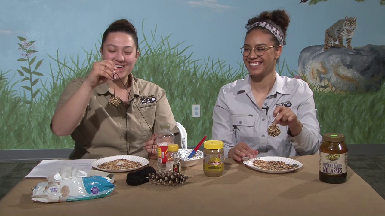 Zoo Creates: Bird Feeder - YouTube