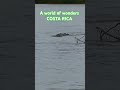 #costarica #costaricanature #centralamerica #crocodile #americancrocodile #acutus #Krokodil #natur