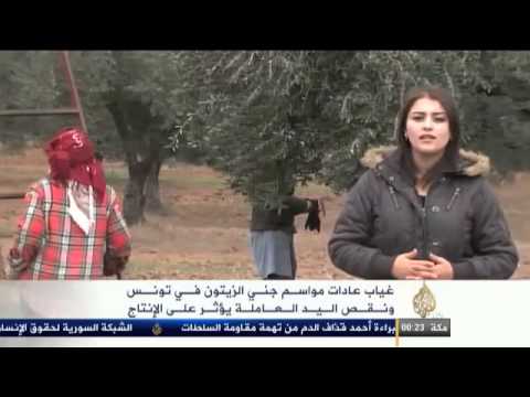 حول زراعة وصناعة الزيتون في تونس