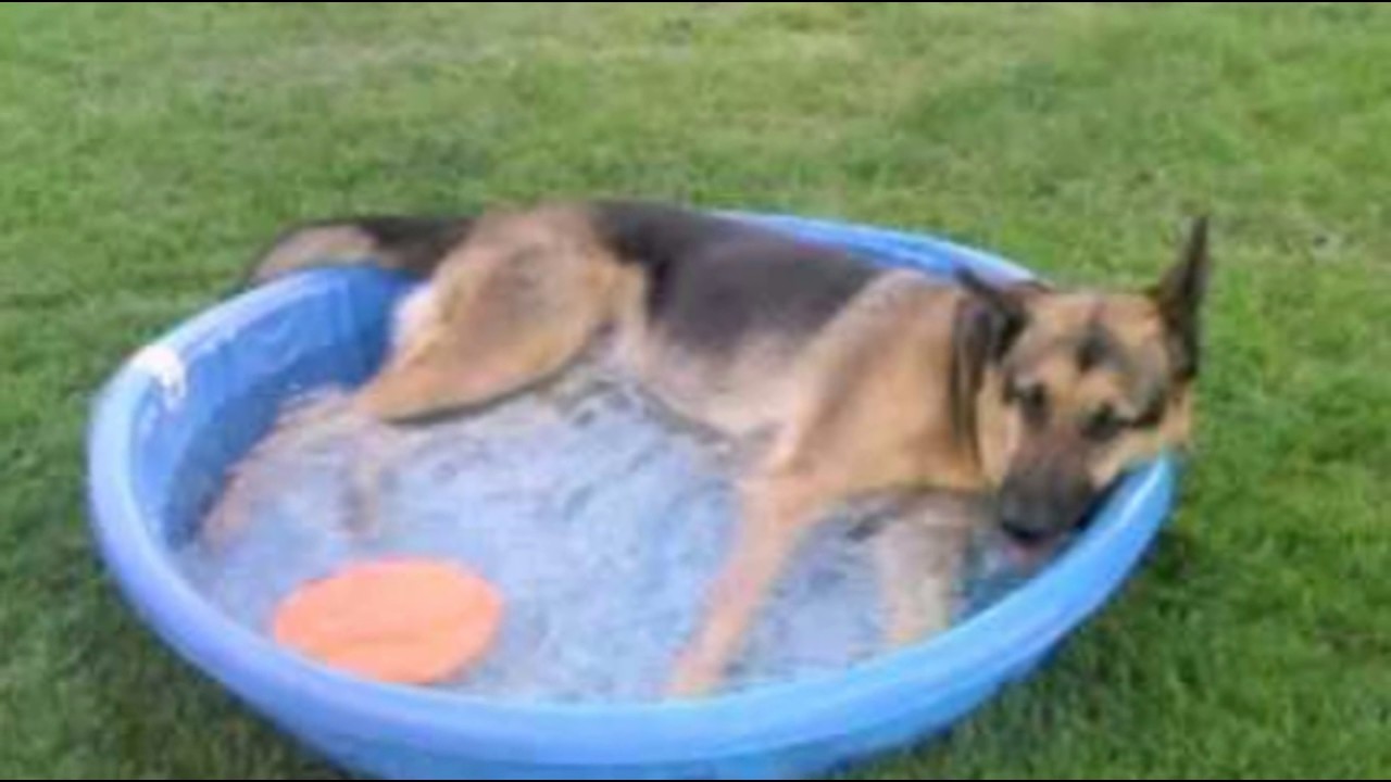 Best Dog Boarding, Call +91 97119 51179 YouTube