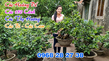 CÚC HOÀNG ĐẾ, CÚC THỌ HƯƠNG, CÚC 150 CÁNH, CÚC BI | Bonsai Cần Thơ