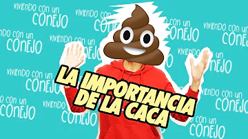 ¿Qué pasa si tocas caca de conejo?