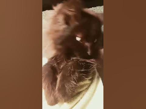 ДОЧКА МОЕГО КОТА ШАУРМА!!!😟😟😟😟🤤🤤🤤 - YouTube