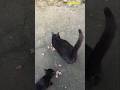 STREET CATS-Mačke na doručku..!!!                  Dejan Čupa Art