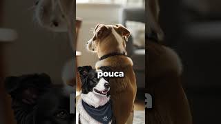 O Segredo Oculto por Trás das Costas do Seu Cão  #cachorro #ComportamentoCanino