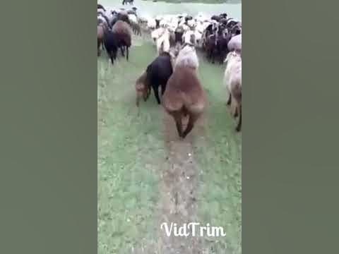 Дольче Габана на - YouTube