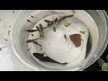 Fishing for ornamental fish in the pond, big catfish, koi fish, betta fish, goldfish, glofish