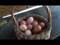 Collecting The Eggs From My Backyard Chickens