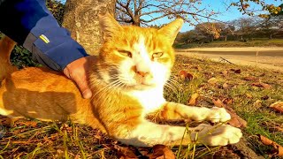 夕方の池の畔で休む野良猫をナデナデしてきた