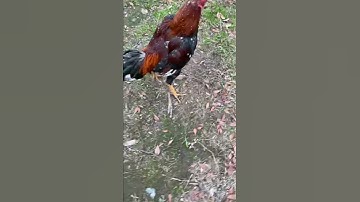 Thai Rooster !!!!