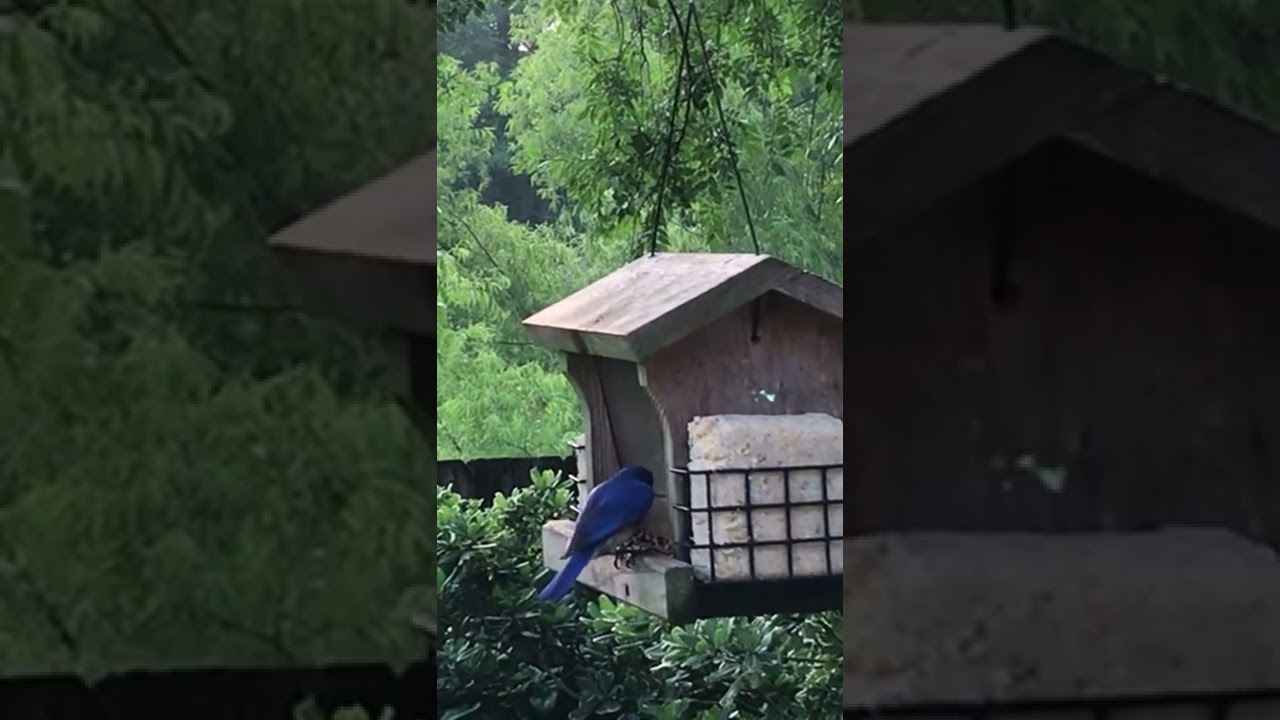 Blue bird eating mealworms