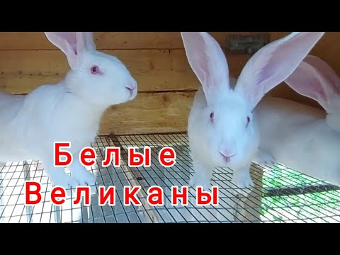 Кролики. Обзор хозяйства. Крольчиха родила крольчат.