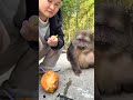 Xingxing Really Waits Patiently. #Monkey #Animal #Cute #Funny #Fyp