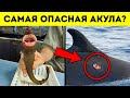 Эта крошечная акула может устроить хаос в океане