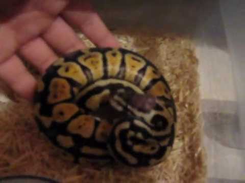 Ball Python Collection 5/29/12 ~ Robert Rose Reptiles