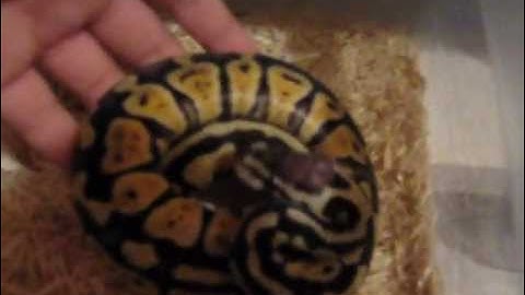 Ball Python Collection 5/29/12 ~ Robert Rose Reptiles