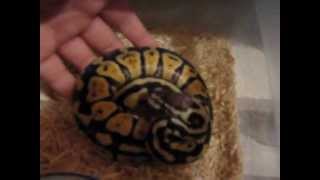 Ball Python Collection 5/29/12 ~ Robert Rose Reptiles Profile