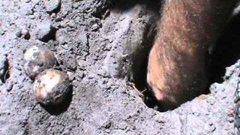 Leopard Tortoise Eggs