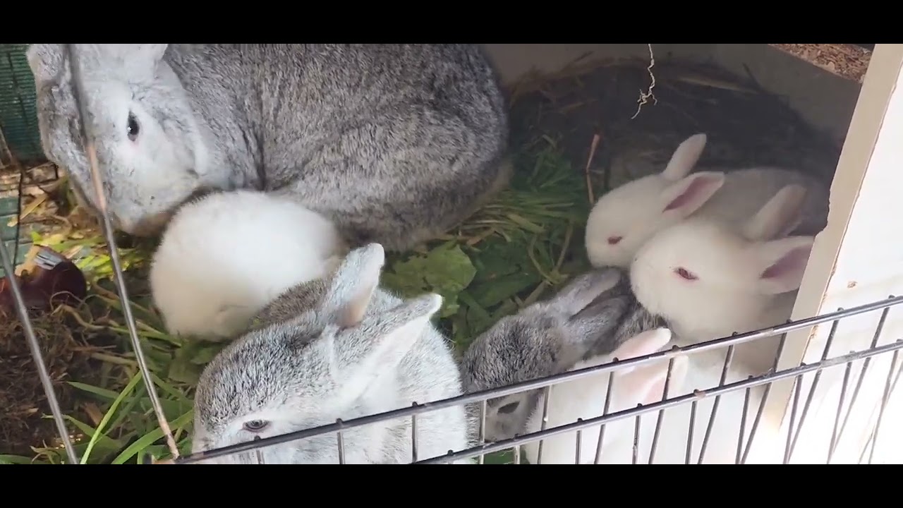 Baby rabbits getting feed YouTube