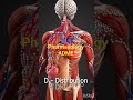Absorption , Distribution, Metabolism,Excretion #neet #Pharma #medical