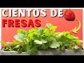 Como SEMBRAR FRESA en CASA 🍓 ¡El mejor método! ✅