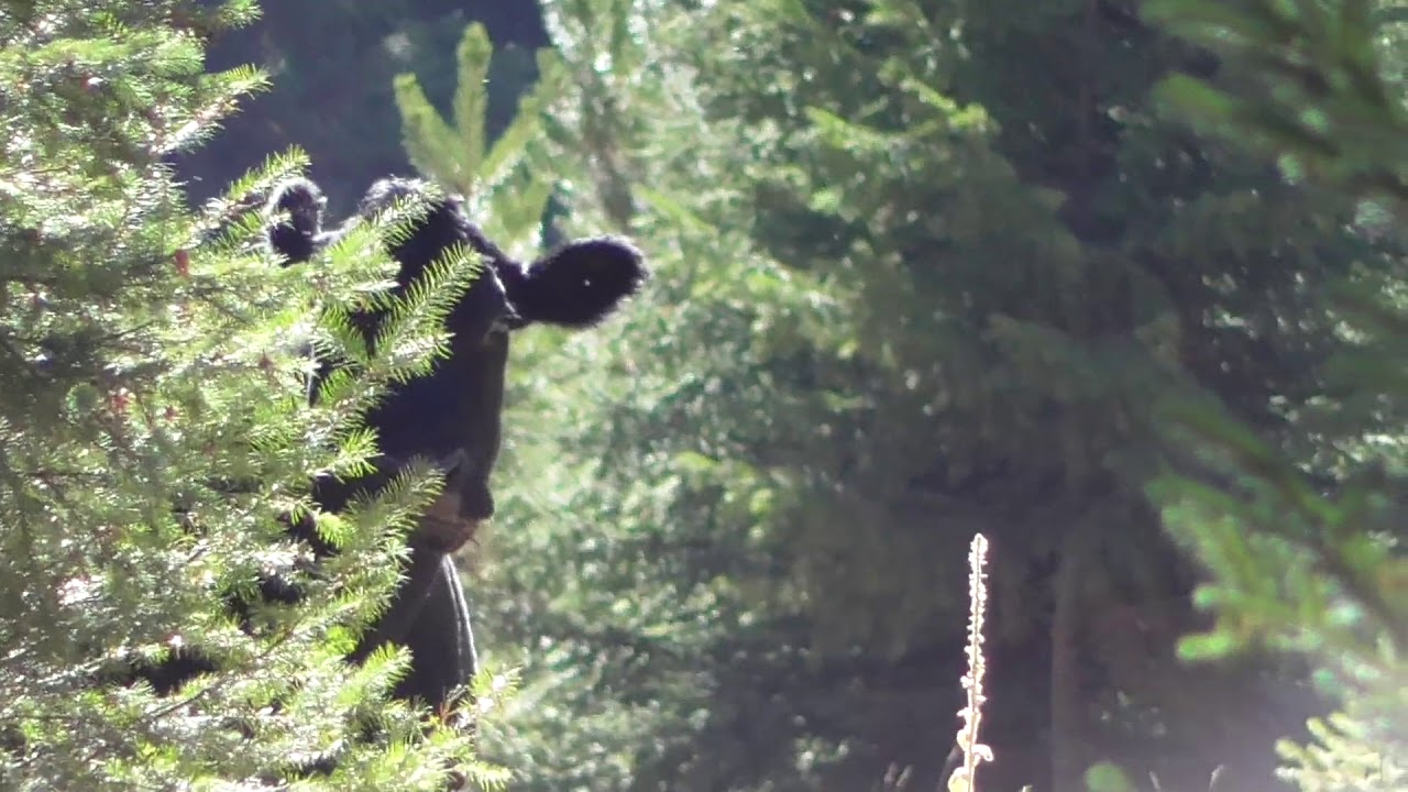 Hunting in Region 8-14 in BC 2017 