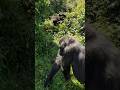 Gorilla trekking  africa rwanda travel  yolo wildlife explore