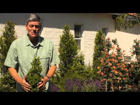 Winter Protection For Boxwood : Garden Savvy