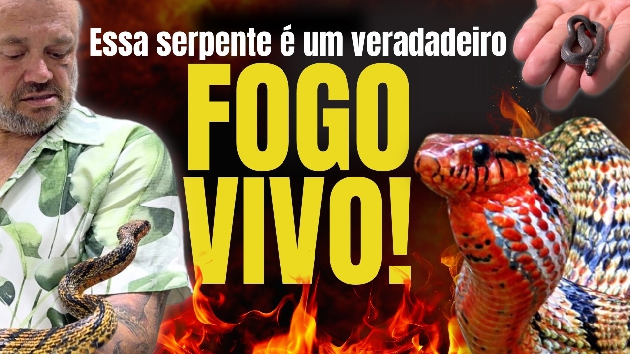 NÃO ACREDITO QUE ISSO EXISTE! A SERPENTE MAIS IMPRESSIONANTE DO BRASIL! 😱