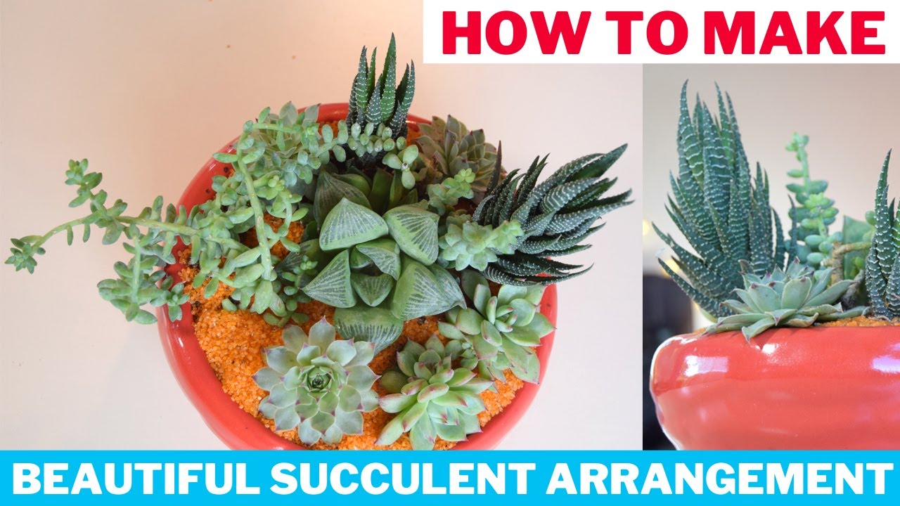 How to Make a Beautiful Succulent Arrangement | DIY Succulent ...