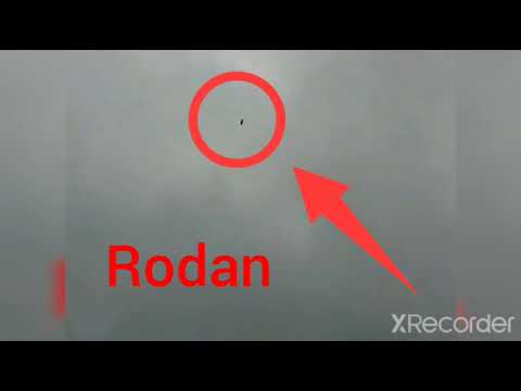rodan in real life - YouTube