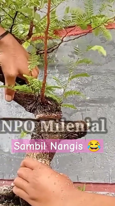 harus tega program ulang bonsai asam jawa yg salah konsep 👍