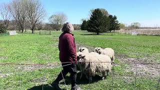 Token Herding (11 Months Old)