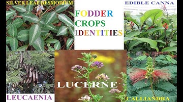 THE MAIN FOOD PLANTS FOR LIVESTOCK