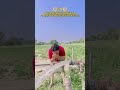 #song #shortvideos #viral#trending #viralshorts #ytshorts #viralshort #travel #india #elvishyadav