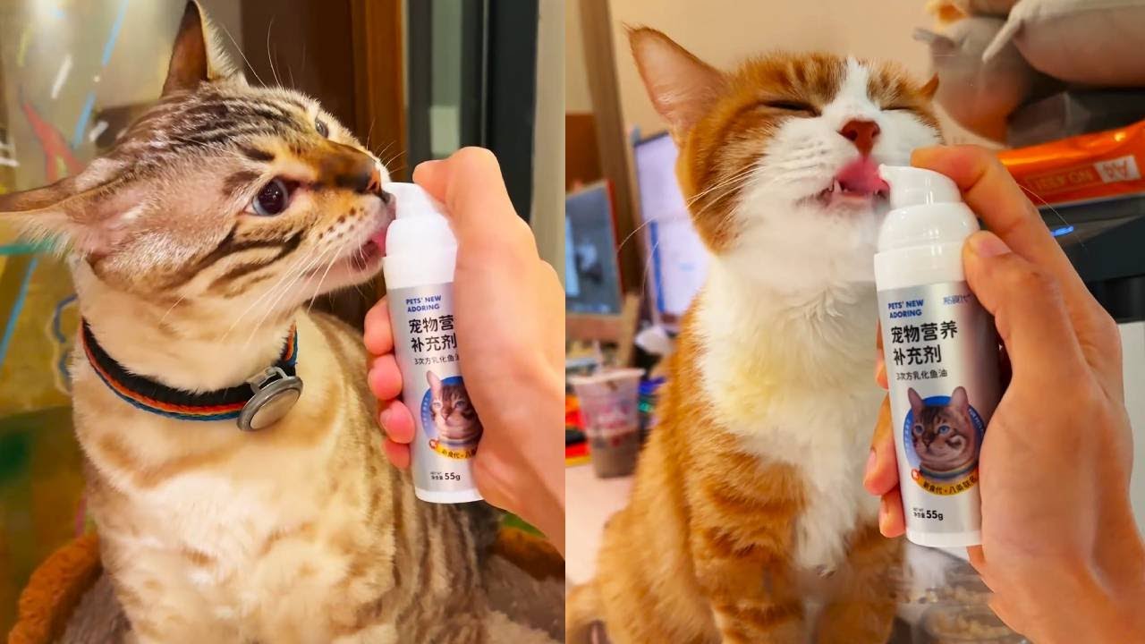 給吵吵喂了點好吃的，八條就馬上變身醋壇子了~非要吵著吃好吃的 