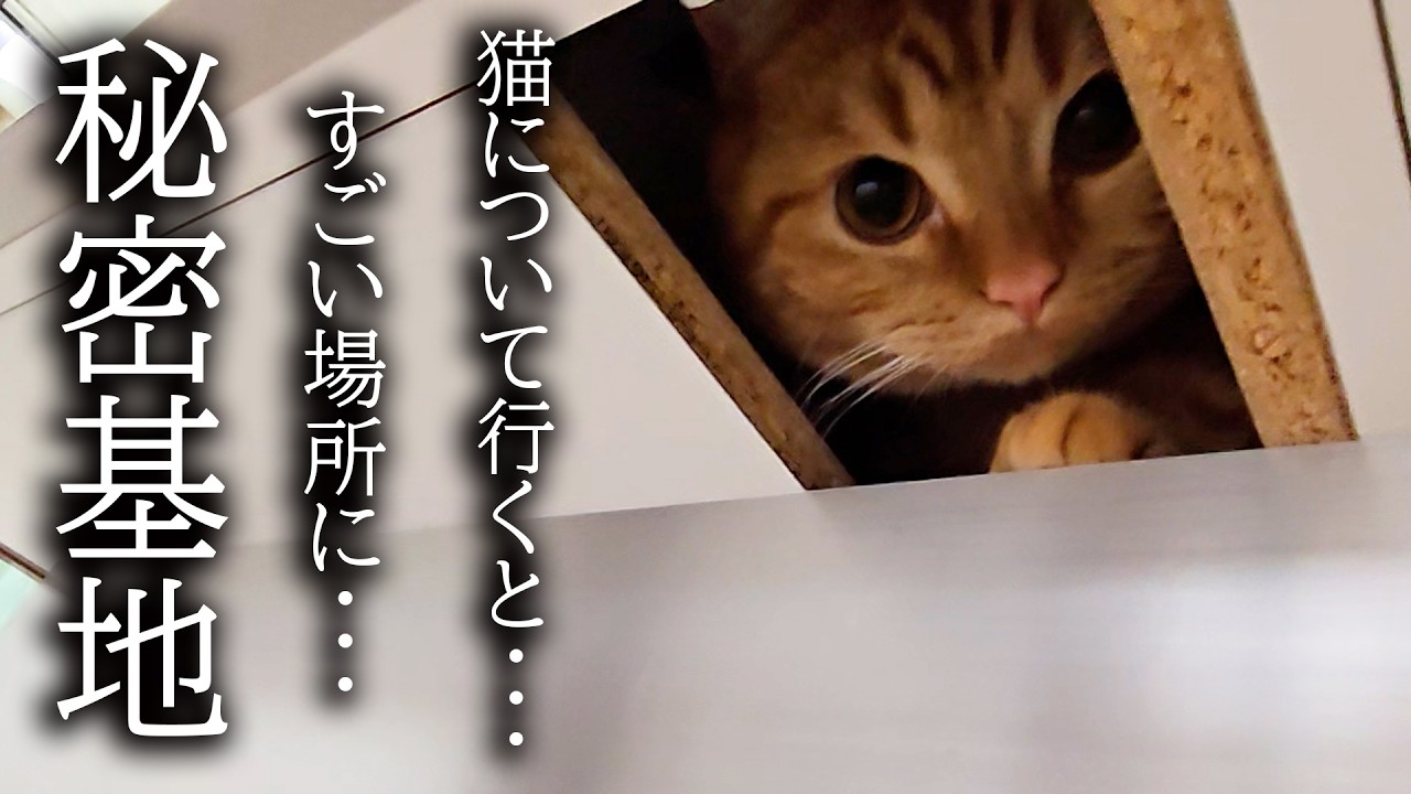 猫がこっそりすごい場所に秘密基地を作っていました...