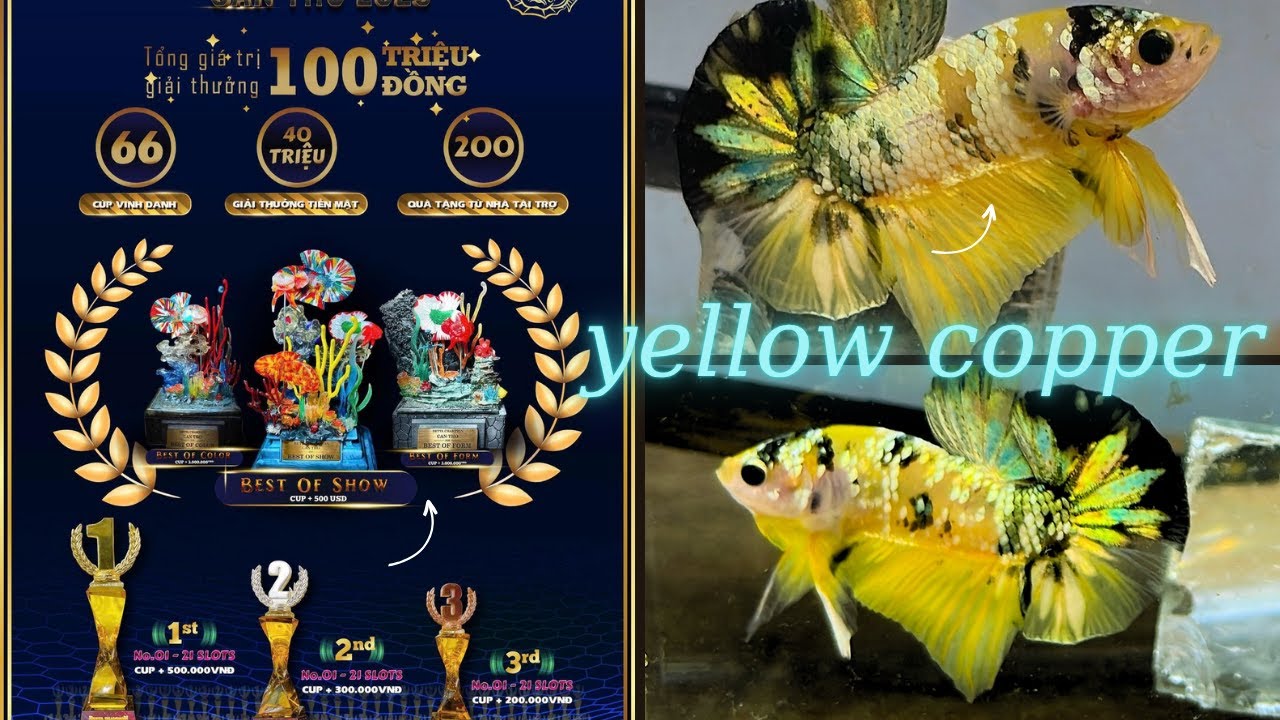 Cận cản Betta Koi Yellow Copper VIP - cuộc thi cá Betta tháng 10/2025  ✩  Shop Betta Bình Dương