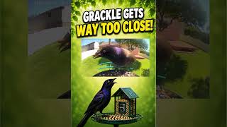 Grackle Gets WAY Too Close! 🐦👀