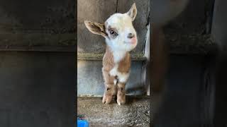 可愛すぎる子ヤギ 2022年4月2日 Goat Farm