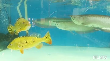 AROWANA FISH - 5 điều cơ bản để ghép cộng đồng cá rồng thành công /GHÉP RỒNG/