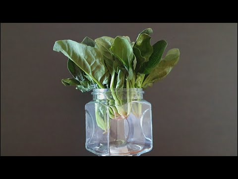 시금치 무조건 많이 사서 병에 담아두고 드세요❗이렇게 먹었더니 여름 내내 무르지 않고 아삭아삭해요👍👍 어무이도 아부지도 찾고 또 찾는 마성의 맛💯