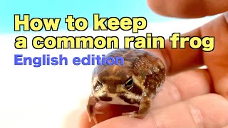 How to keep a common rain frog  English edition