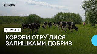 У селі Високе на Житомирщині п'ять корів отруїлися залишками добрив, двоє з них загинули