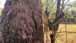 Planned Land For Sale On Balis Nunggalan Beach