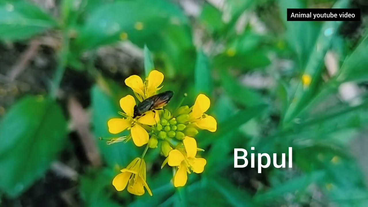 Bee makhi Calliphoridae flowers eating style discovery shorts video viral hd Indian naya video hindi