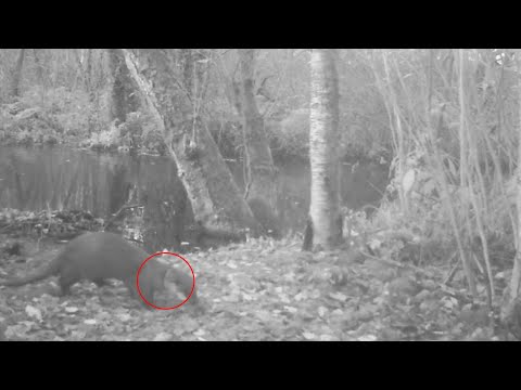 Otter met jongen Nieuwkoop